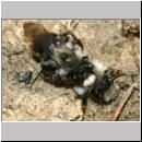 Andrena vaga - Weiden-Sandbiene -03- 01c Paarung.jpg